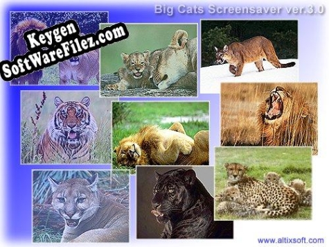 Free key for Big Cats Screensaver